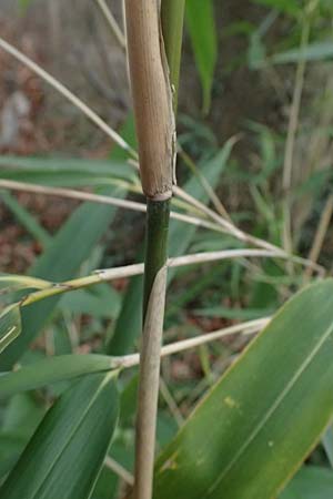 Poaceae spec1 ? \ Gras / Grass, D Ludwigshafen 20.2.2024