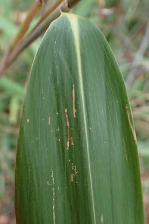 Poaceae spec1 ? \ Gras / Grass, D Ludwigshafen 20.2.2024