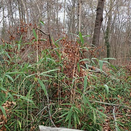 Poaceae spec1 ? \ Gras / Grass, D Ludwigshafen 20.2.2024