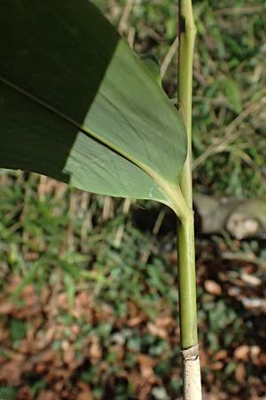Poaceae spec1 ? \ Gras / Grass, D Ludwigshafen 5.3.2025