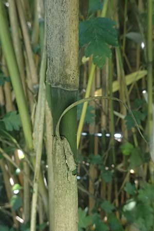 Pseudosasa japonica \ Japanischer Pfeil-Bambus / Japanese Arrow Bamboo, D Duisburg 19.6.2025