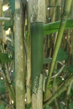 Pseudosasa japonica \ Japanischer Pfeil-Bambus / Japanese Arrow Bamboo, D Duisburg 19.6.2025