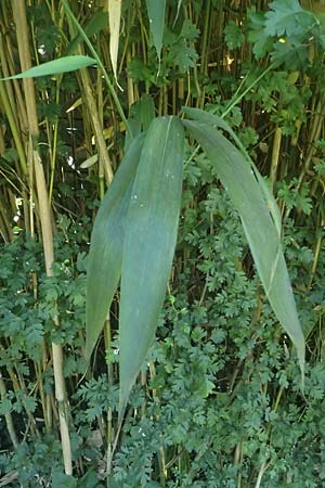 Pseudosasa japonica \ Japanischer Pfeil-Bambus / Japanese Arrow Bamboo, D Duisburg 19.6.2025