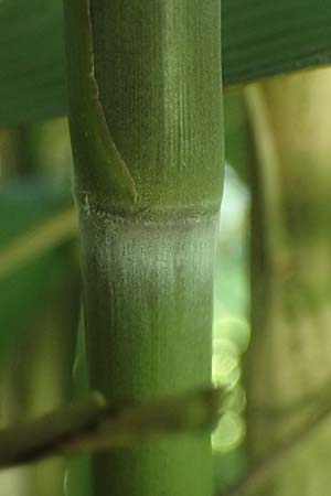 Pseudosasa japonica \ Japanischer Pfeil-Bambus / Japanese Arrow Bamboo, D Duisburg 19.6.2025