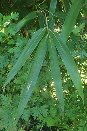 Pseudosasa japonica \ Japanischer Pfeil-Bambus / Japanese Arrow Bamboo, D Duisburg 19.6.2025