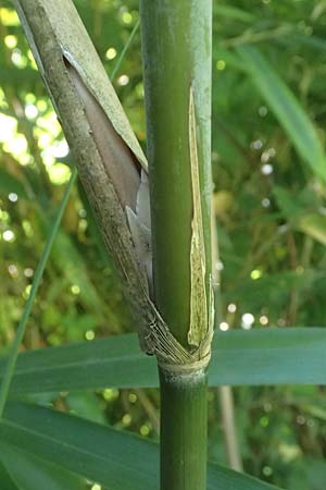 Pseudosasa japonica \ Japanischer Pfeil-Bambus / Japanese Arrow Bamboo, D Duisburg 19.6.2025