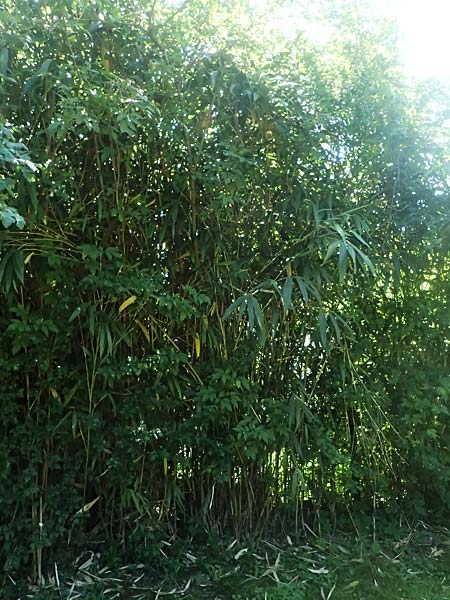 Pseudosasa japonica \ Japanischer Pfeil-Bambus / Japanese Arrow Bamboo, D Duisburg 19.6.2025