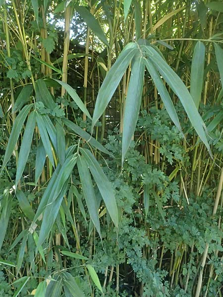 Pseudosasa japonica \ Japanischer Pfeil-Bambus / Japanese Arrow Bamboo, D Duisburg 19.6.2025