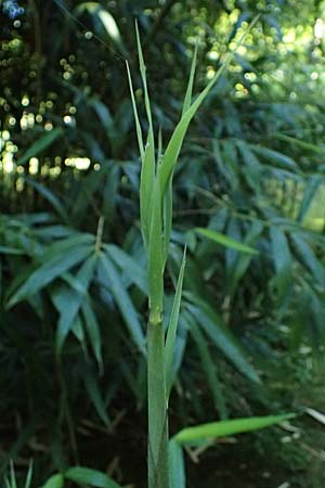 Pseudosasa japonica \ Japanischer Pfeil-Bambus / Japanese Arrow Bamboo, D Duisburg 20.6.2025