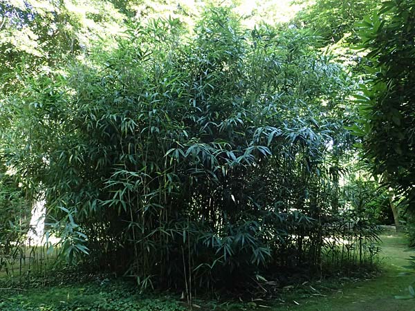 Pseudosasa japonica \ Japanischer Pfeil-Bambus / Japanese Arrow Bamboo, D Duisburg 20.6.2025