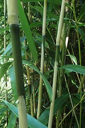 Pseudosasa japonica \ Japanischer Pfeil-Bambus / Japanese Arrow Bamboo, D Duisburg 20.6.2025