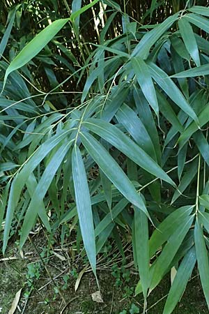 Pseudosasa japonica \ Japanischer Pfeil-Bambus / Japanese Arrow Bamboo, D Duisburg 20.6.2025