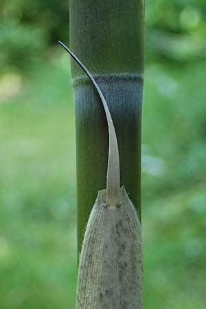 Pseudosasa japonica \ Japanischer Pfeil-Bambus / Japanese Arrow Bamboo, D Duisburg 20.6.2025