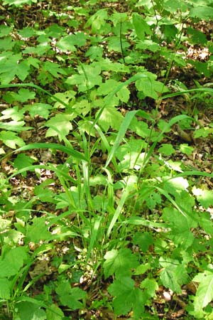 Bromus benekenii \ Raue Wald-Trespe, Benekens Wald-Trespe / Beneken's Brome, D Hockenheim 10.5.2015