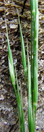 Bromus benekenii \ Raue Wald-Trespe, Benekens Wald-Trespe / Beneken's Brome, D Hockenheim 10.5.2015