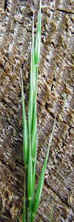 Bromus benekenii \ Raue Wald-Trespe, Benekens Wald-Trespe / Beneken's Brome, D Hockenheim 10.5.2015