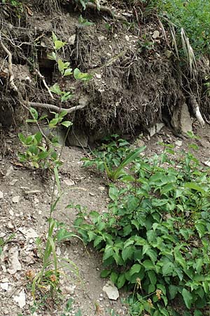 Bromus benekenii \ Raue Wald-Trespe, Benekens Wald-Trespe / Beneken's Brome, D Spaichingen 26.6.2018