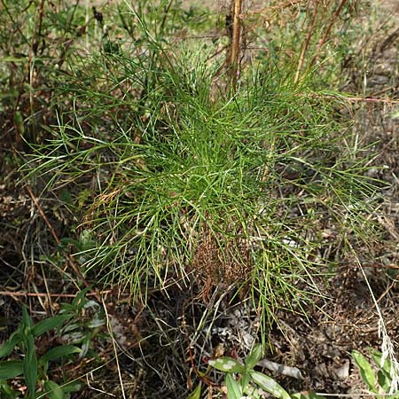 Artemisia scoparia \ Besen-Beifu� / Redstem Wormwood, Virgate Sagebrush, D Offenburg 13.9.2019