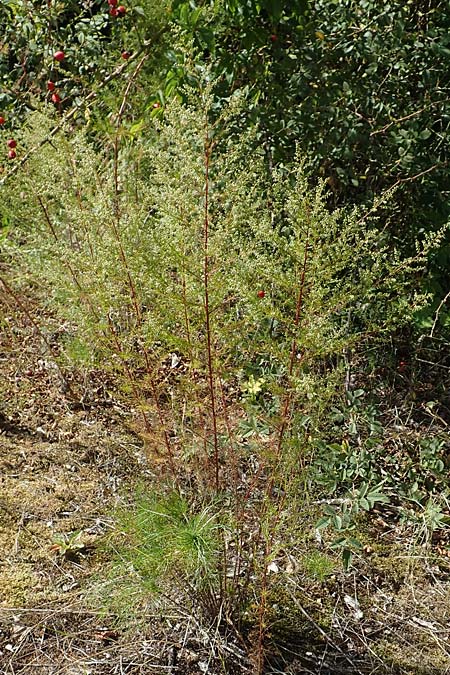 Artemisia scoparia \ Besen-Beifu� / Redstem Wormwood, Virgate Sagebrush, D Offenburg 13.9.2019