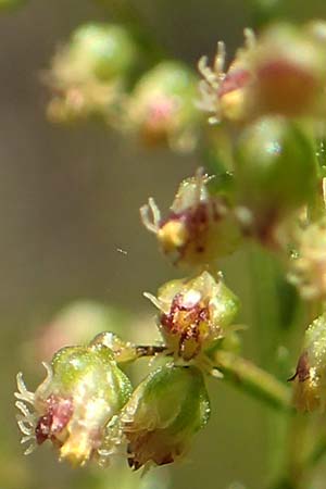 Artemisia scoparia \ Besen-Beifu� / Redstem Wormwood, Virgate Sagebrush, D Offenburg 13.9.2019