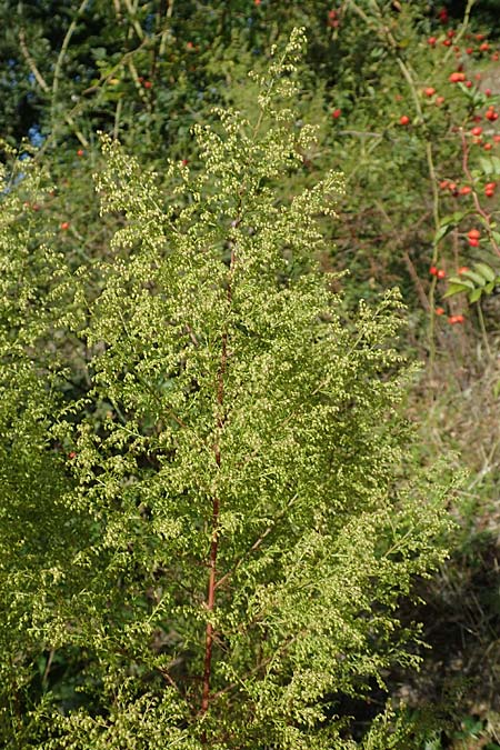 Artemisia scoparia \ Besen-Beifu� / Redstem Wormwood, Virgate Sagebrush, D Offenburg 13.9.2019