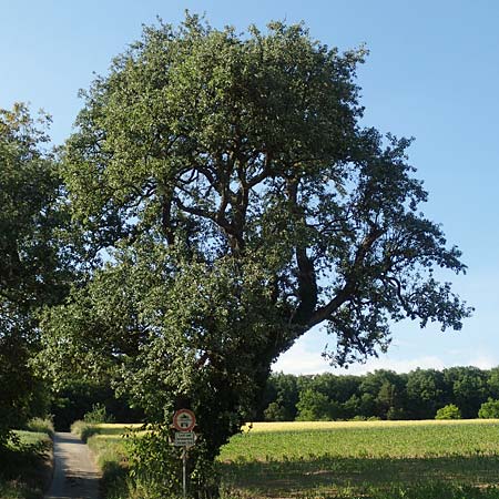 Pyrus communis \ Kultur-Birne / Pear, Village Pear, D Kraichgau, Odenheim 27.5.2020