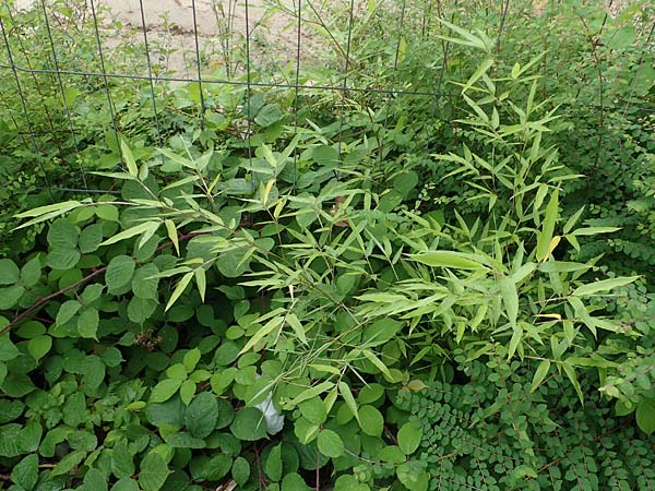 Phyllostachys bambusoides \ Gro�er Holz-Bambus, D Bochum 9.8.2021