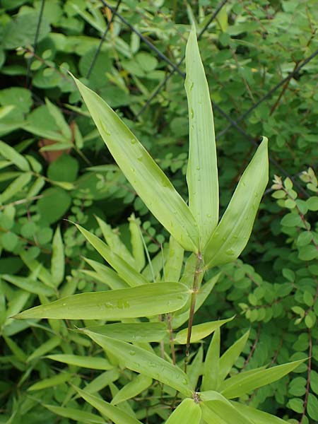 Phyllostachys bambusoides \ Gro�er Holz-Bambus, D Bochum 9.8.2021