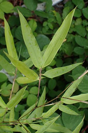 Phyllostachys bambusoides \ Gro�er Holz-Bambus, D Bochum 9.8.2021