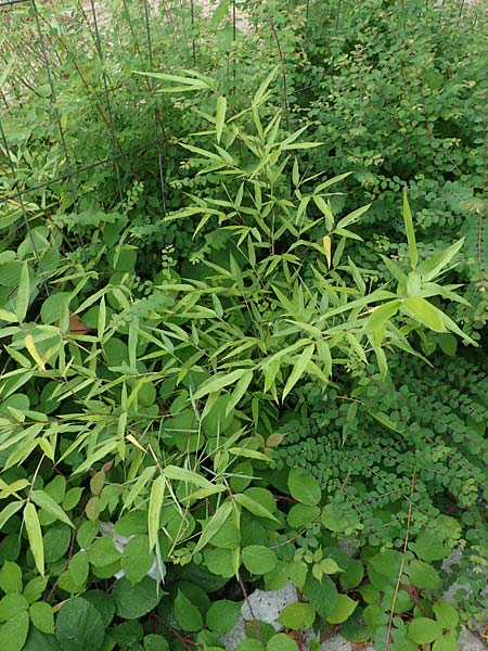 Phyllostachys bambusoides \ Gro�er Holz-Bambus, D Bochum 9.8.2021
