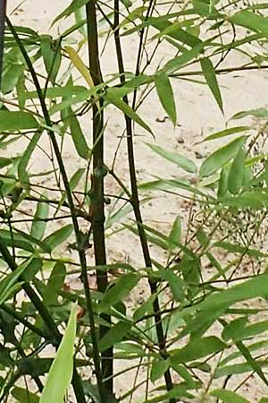 Phyllostachys bambusoides, Gro&szlig;er Holz-Bambus