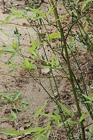 Phyllostachys bambusoides \ Gro�er Holz-Bambus, D Bochum 9.8.2021