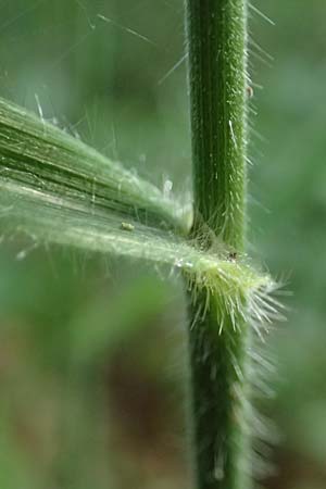 Bromus benekenii \ Raue Wald-Trespe, Benekens Wald-Trespe / Beneken's Brome, D Eiersheim 31.5.2025