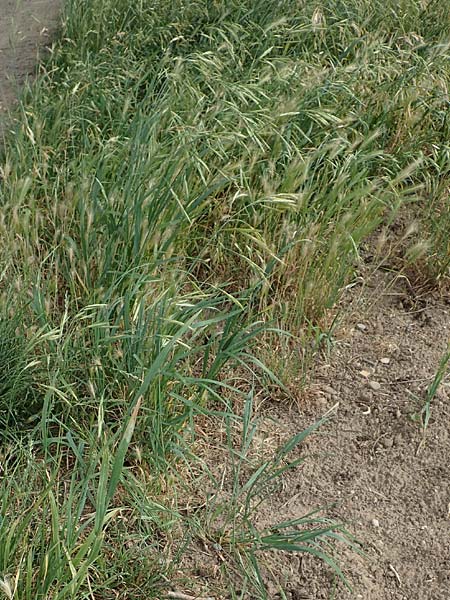 Bromus catharticus \ Purgier-Trespe, Pampas-Trespe / Rescue Brome, D Weinheim an der Bergstra&szlig;e 15.6.2015