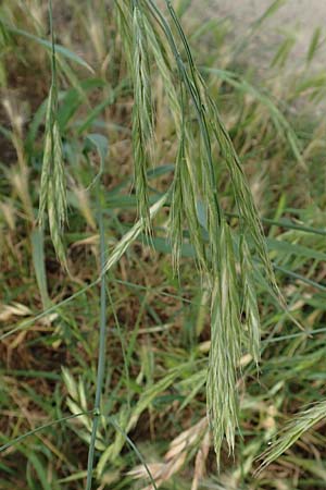 Bromus catharticus \ Purgier-Trespe, Pampas-Trespe / Rescue Brome, D Weinheim an der Bergstra&szlig;e 15.6.2015