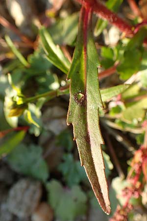 Bidens cernua / Nodding Bur-Marigold, D Biblis 28.9.2015