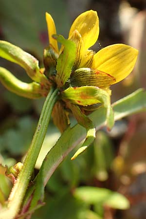 Bidens cernua / Nodding Bur-Marigold, D Biblis 28.9.2015