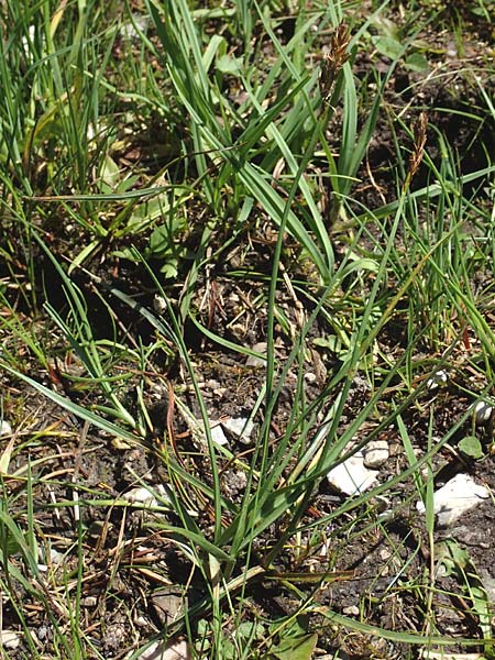 Blysmus compressus \ Platthalm-Quellried, Zusammengedr�ckte Quellbinse / Flat-Sedge, D Pfronten 28.6.2016