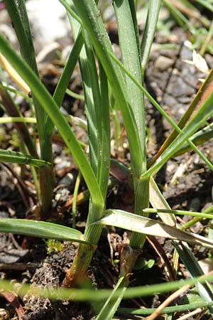 Blysmus compressus \ Platthalm-Quellried, Zusammengedr�ckte Quellbinse / Flat-Sedge, D Pfronten 28.6.2016