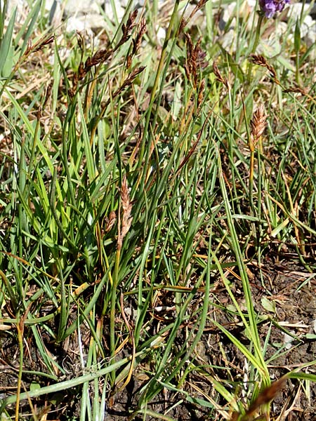Blysmus compressus \ Platthalm-Quellried, Zusammengedr�ckte Quellbinse / Flat-Sedge, D Pfronten 28.6.2016