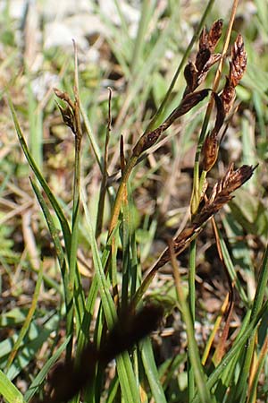 Blysmus compressus \ Platthalm-Quellried, Zusammengedr�ckte Quellbinse / Flat-Sedge, D Pfronten 28.6.2016