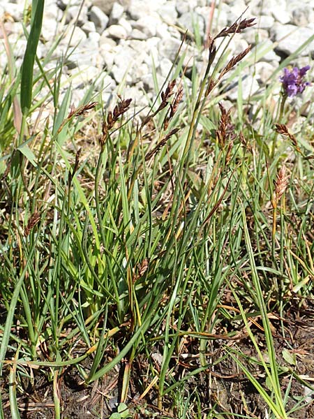 Blysmus compressus \ Platthalm-Quellried, Zusammengedr�ckte Quellbinse / Flat-Sedge, D Pfronten 28.6.2016