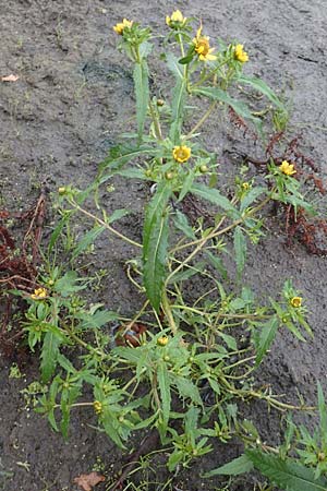 Bidens cernua / Nodding Bur-Marigold, D Donaueschingen 6.9.2016