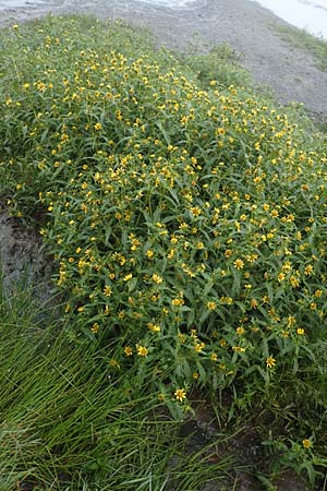 Bidens cernua / Nodding Bur-Marigold, D Donaueschingen 6.9.2016