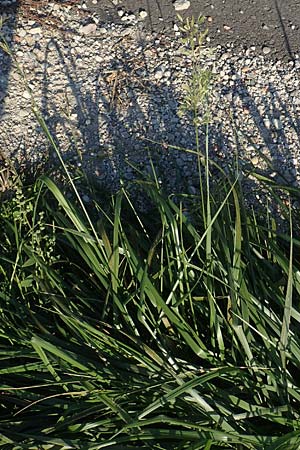 Festuca arundinacea \ Rohr-Schwingel / Tall Fescue, D Weinheim an der Bergstra&szlig;e 30.9.2018