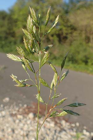 Festuca arundinacea \ Rohr-Schwingel / Tall Fescue, D Weinheim an der Bergstra&szlig;e 30.9.2018