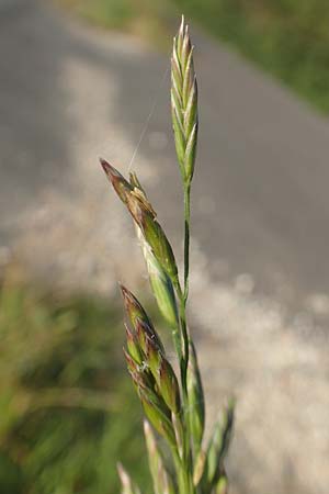 Festuca arundinacea \ Rohr-Schwingel / Tall Fescue, D Weinheim an der Bergstra&szlig;e 30.9.2018