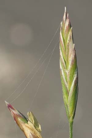 Festuca arundinacea \ Rohr-Schwingel / Tall Fescue, D Weinheim an der Bergstra&szlig;e 30.9.2018