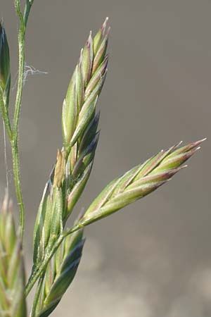 Festuca arundinacea \ Rohr-Schwingel / Tall Fescue, D Weinheim an der Bergstra&szlig;e 30.9.2018