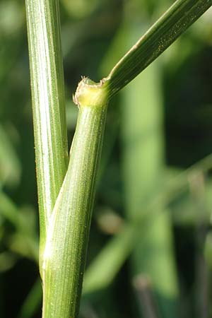 Festuca arundinacea \ Rohr-Schwingel / Tall Fescue, D Weinheim an der Bergstra&szlig;e 30.9.2018